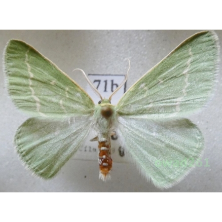 Thetidia smaragdaria (Fabricius, 1787) Czech71b